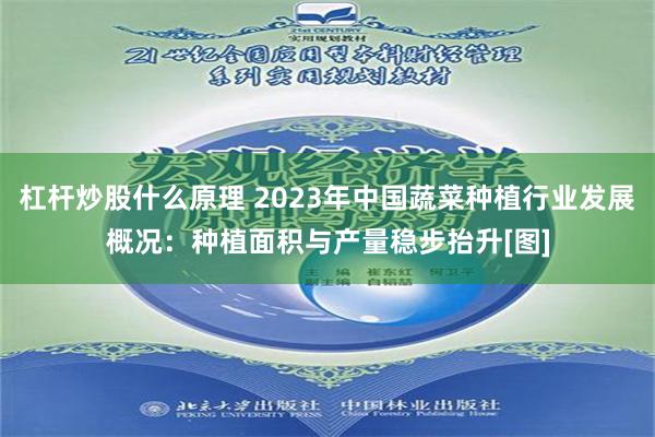 杠杆炒股什么原理 2023年中国蔬菜种植行业发展概况：种植面积与产量稳步抬升[图]