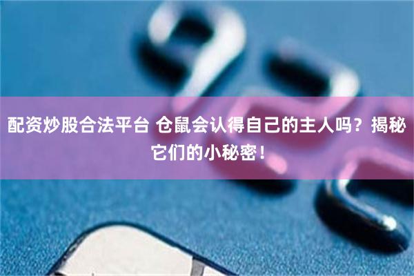 配资炒股合法平台 仓鼠会认得自己的主人吗？揭秘它们的小秘密！